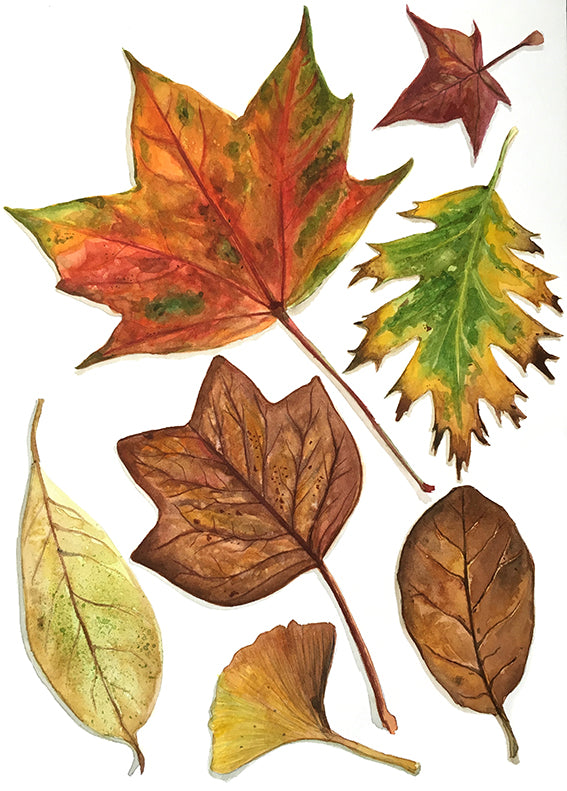 Ilustrație originală (pictată) - frunze de toamnă
